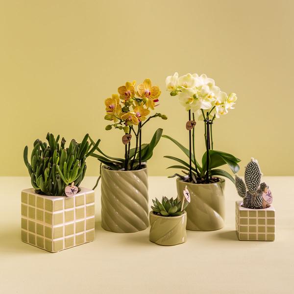 Candy Pot Green - 6cm