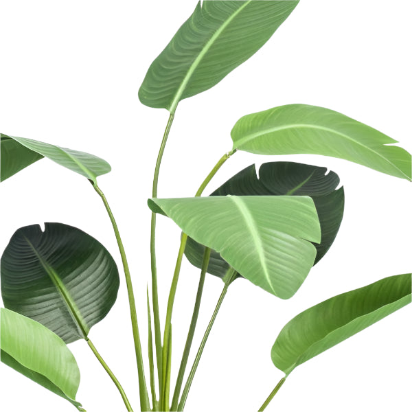 Kunstplant – Strelitzia Nicolai - 120 cm