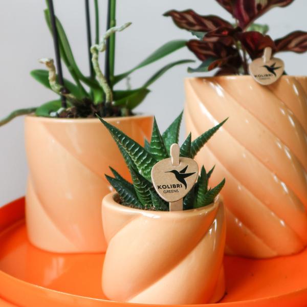 Candy Pot Peach - 6cm