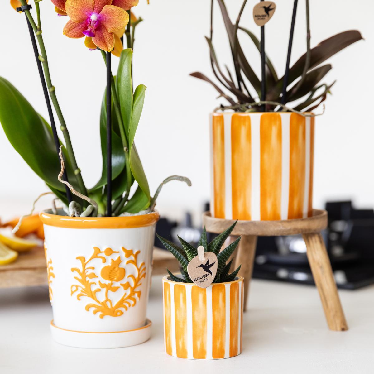 Orange Phalaenopsis Orchid- Jamaica + Painted Stripe pot Orange - pot size 9cm
