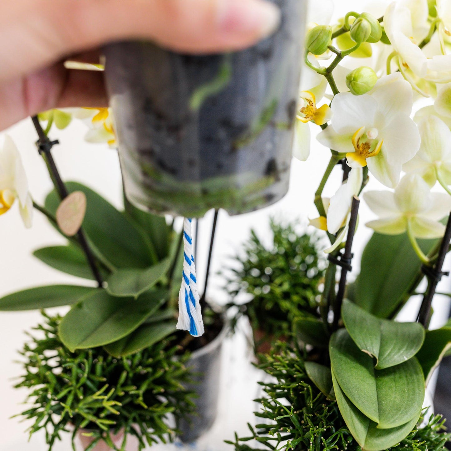 Inlay Water Reservoir with Water Wicks for Orchids - Watering System Tray Diameter 25cm - 1 pot of 12cm + 2 pots of 9cm