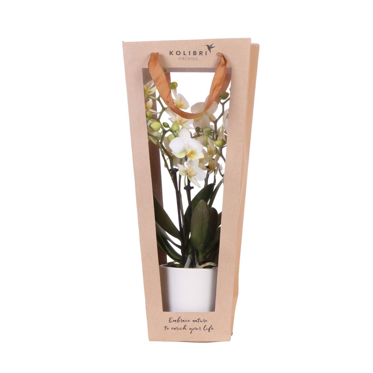 Gift Bag for Orchid with Decorative Pot