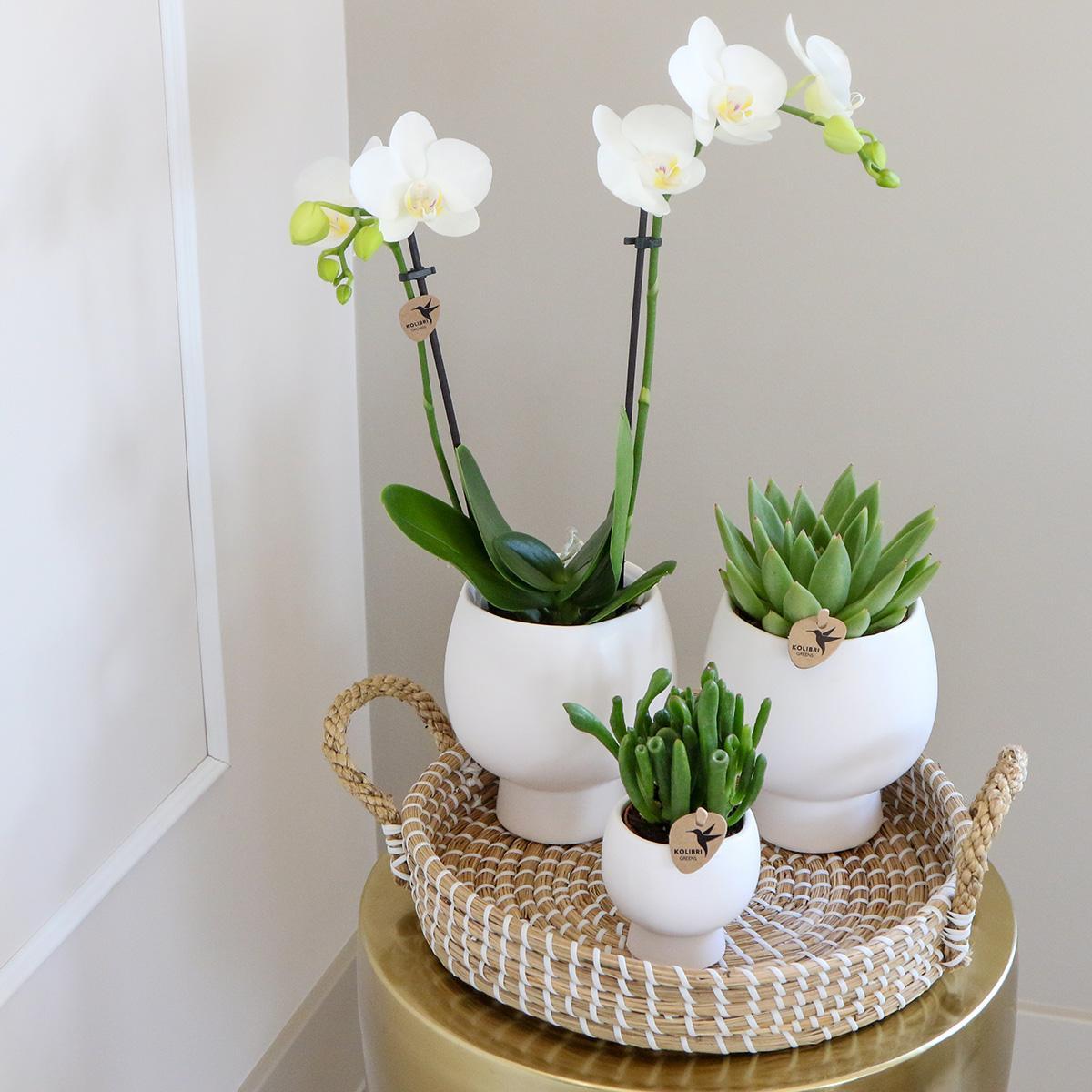 Gift Set Scandic White - Plant Set with White Orchid and Succulents including Ceramic Decorative Pots