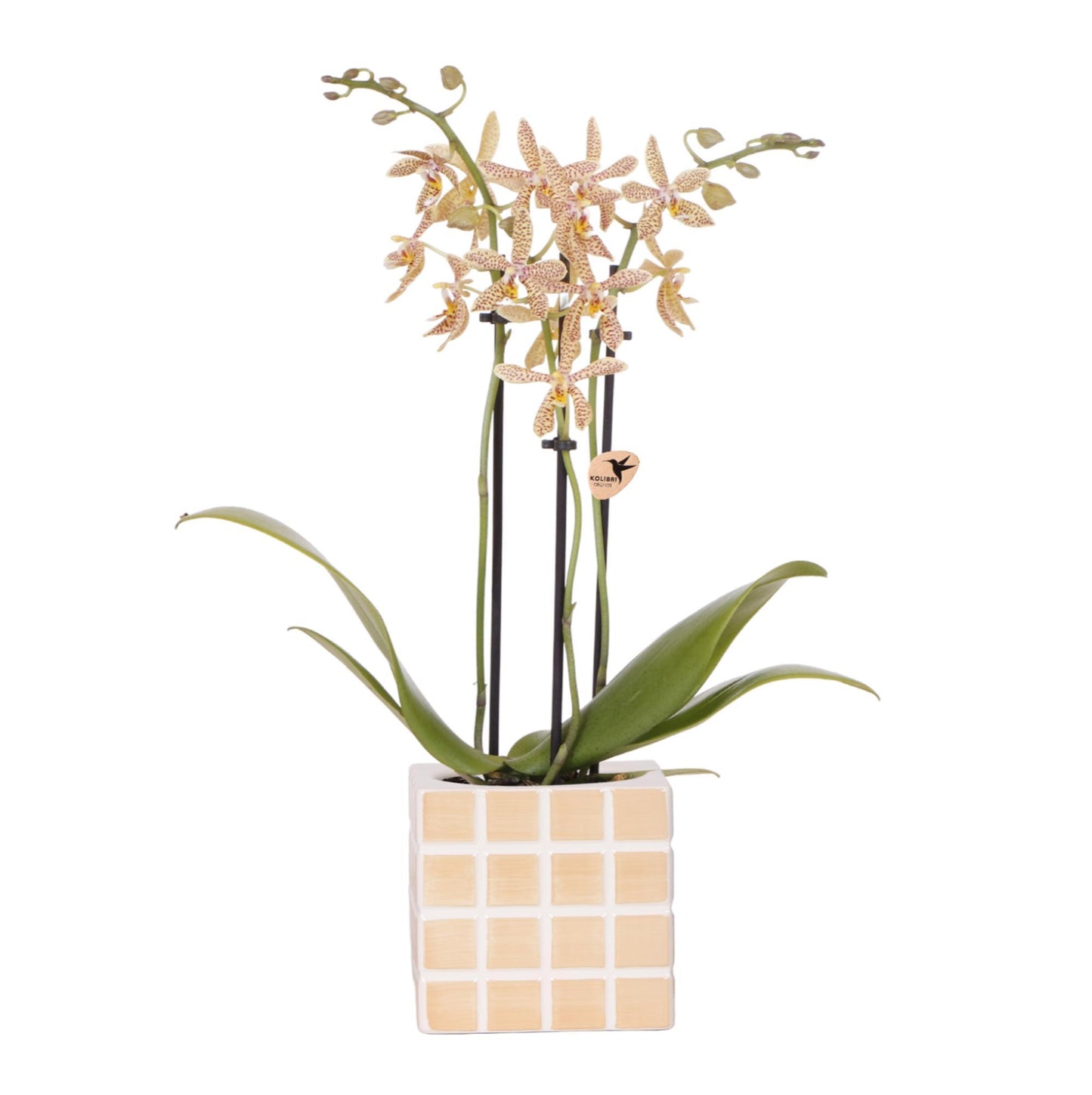 Orange 'Spider' Orchid + Orange Mosa Decorative Pot - Pot Size 9cm