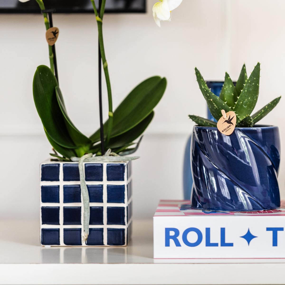 Witte Orchidee Amabilis + Mosa Blauwe Decoratieve Pot Maat 9cm