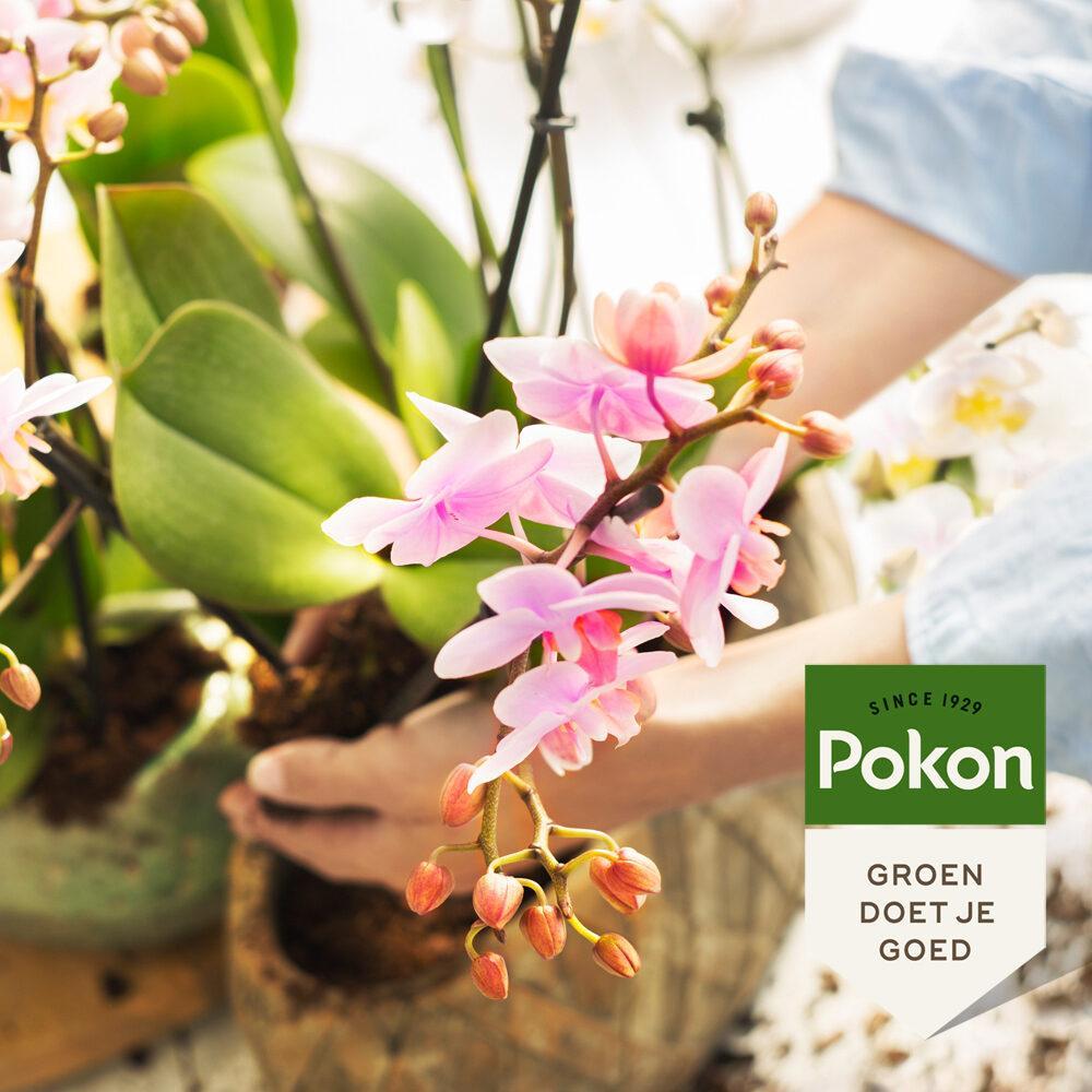 Pokon Bio Orchideeënmeststof 250 ml