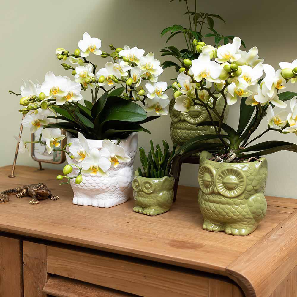 Owl White Ceramic Pot - Size 6cm
