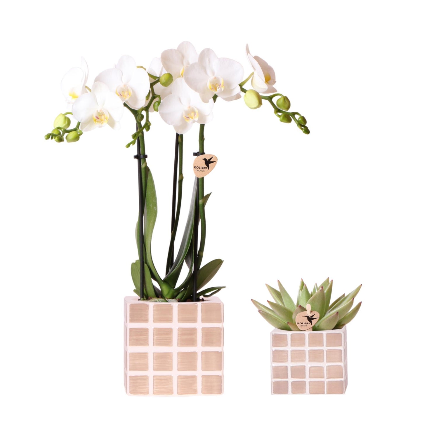 Set of White Amabilis Orchid in Mosa Brown Decorative Pots - Pot Size 9cm & 6cm