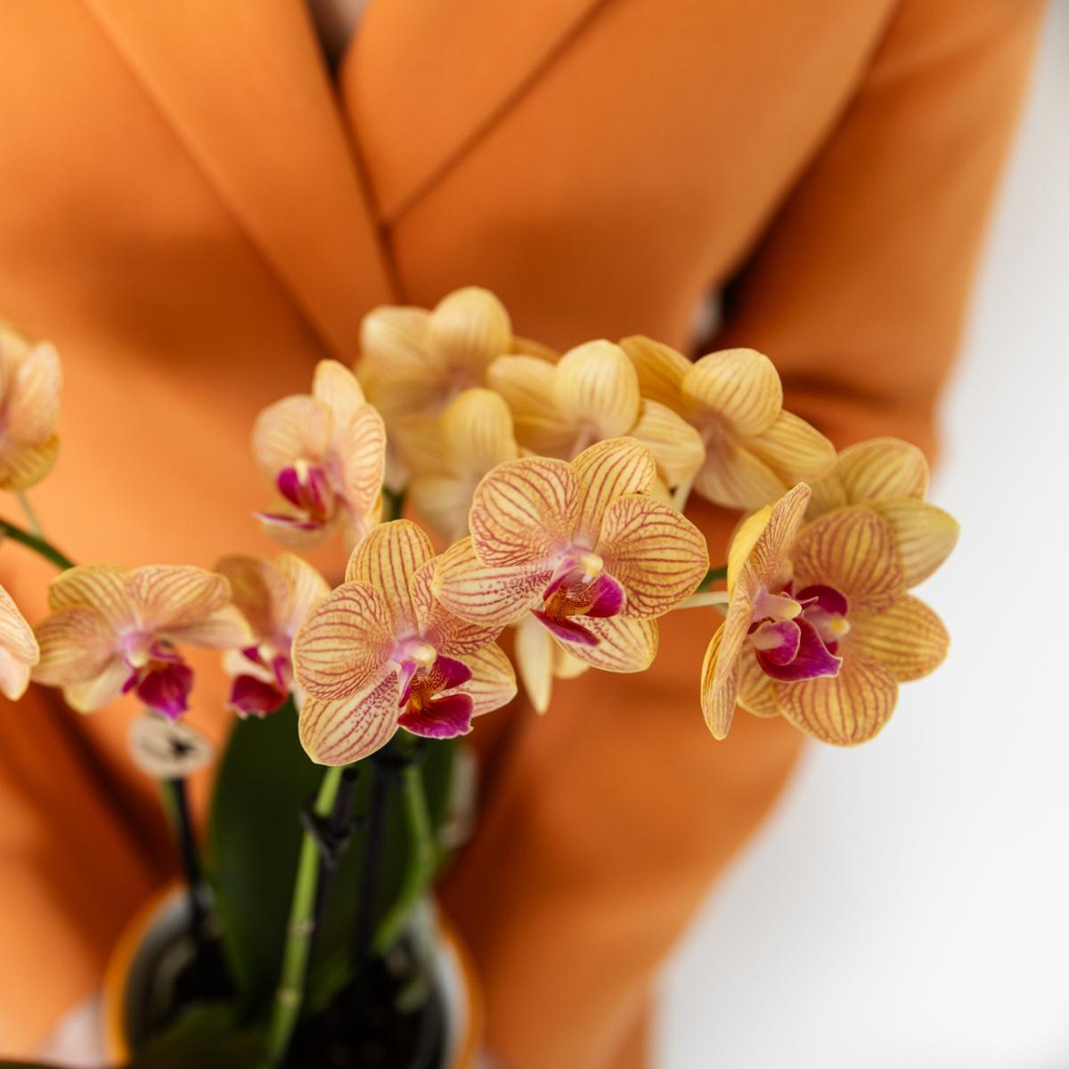 Orange Phalaenopsis Orchid- Jamaica + Painted Stripe pot Orange - pot size 9cm