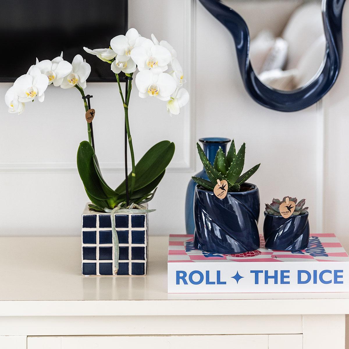 Witte Orchidee Amabilis + Mosa Blauwe Decoratieve Pot Maat 9cm