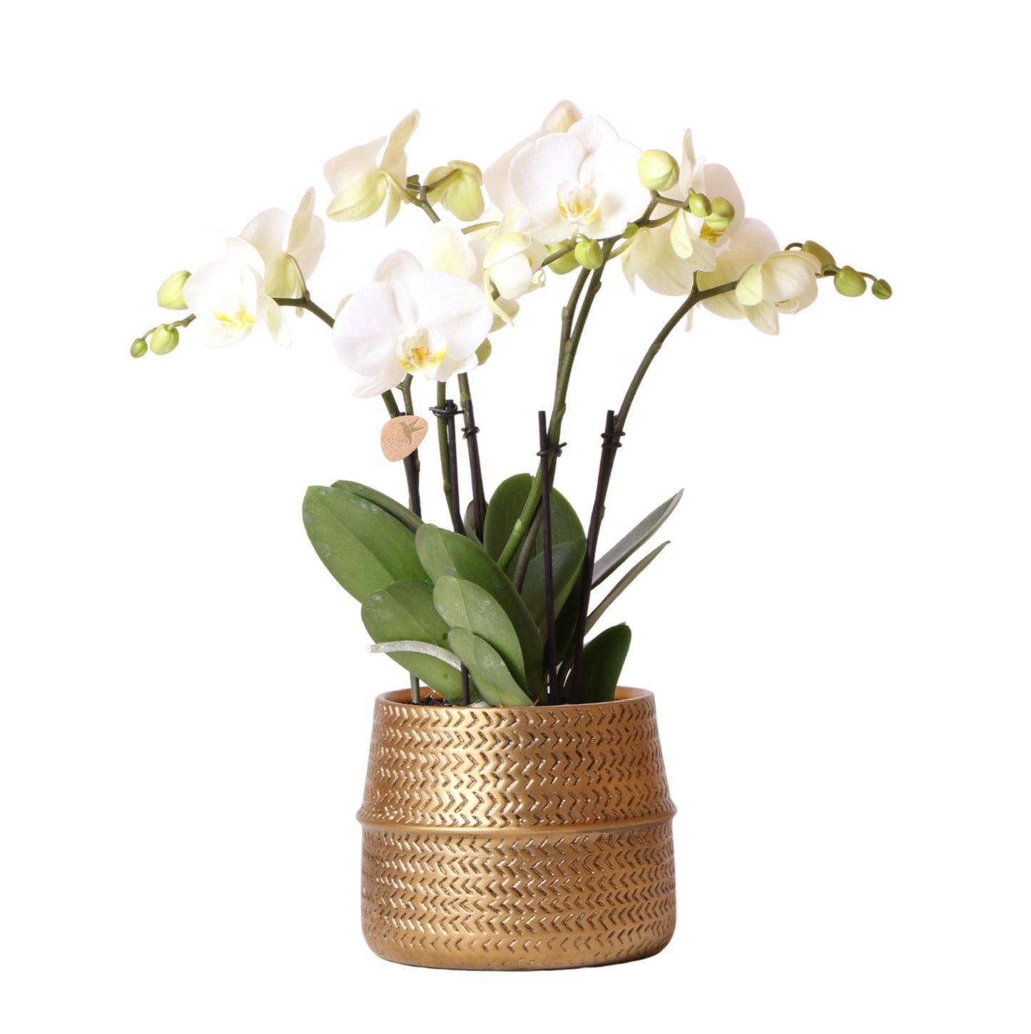 Witte Jewel Ghent Orchid in Gold Groove Pot - Potmaat 12cm
