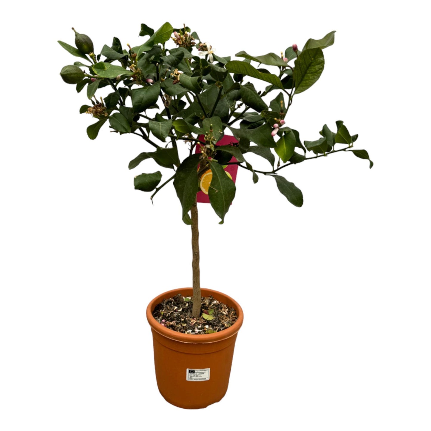Limón Cítrico - 80 cm - 22cm