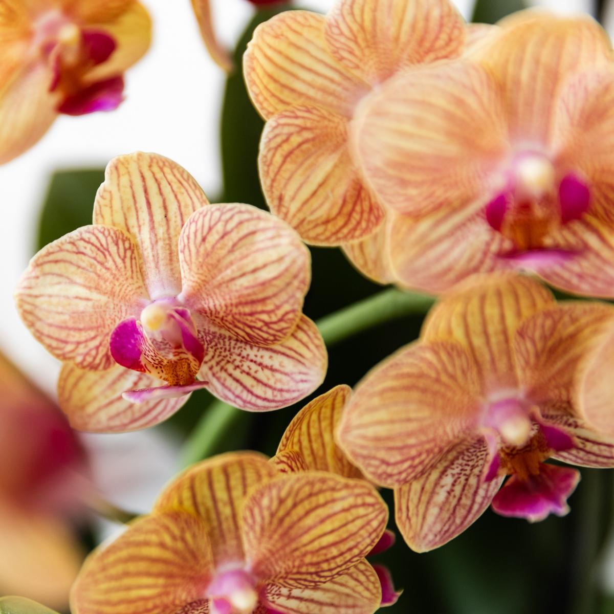 Orange Phalaenopsis Orchid- Jamaica + Painted Stripe pot Orange - pot size 9cm