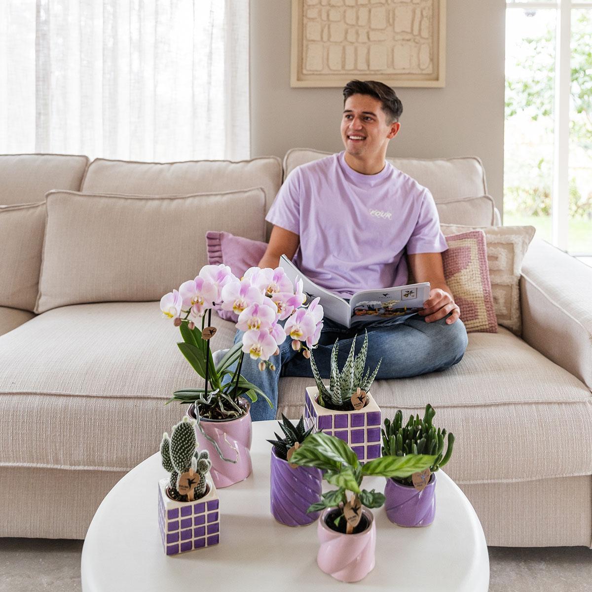 Paarse Orchidee El Salvador + Lila Mosa Pot - Potmaat 9cm