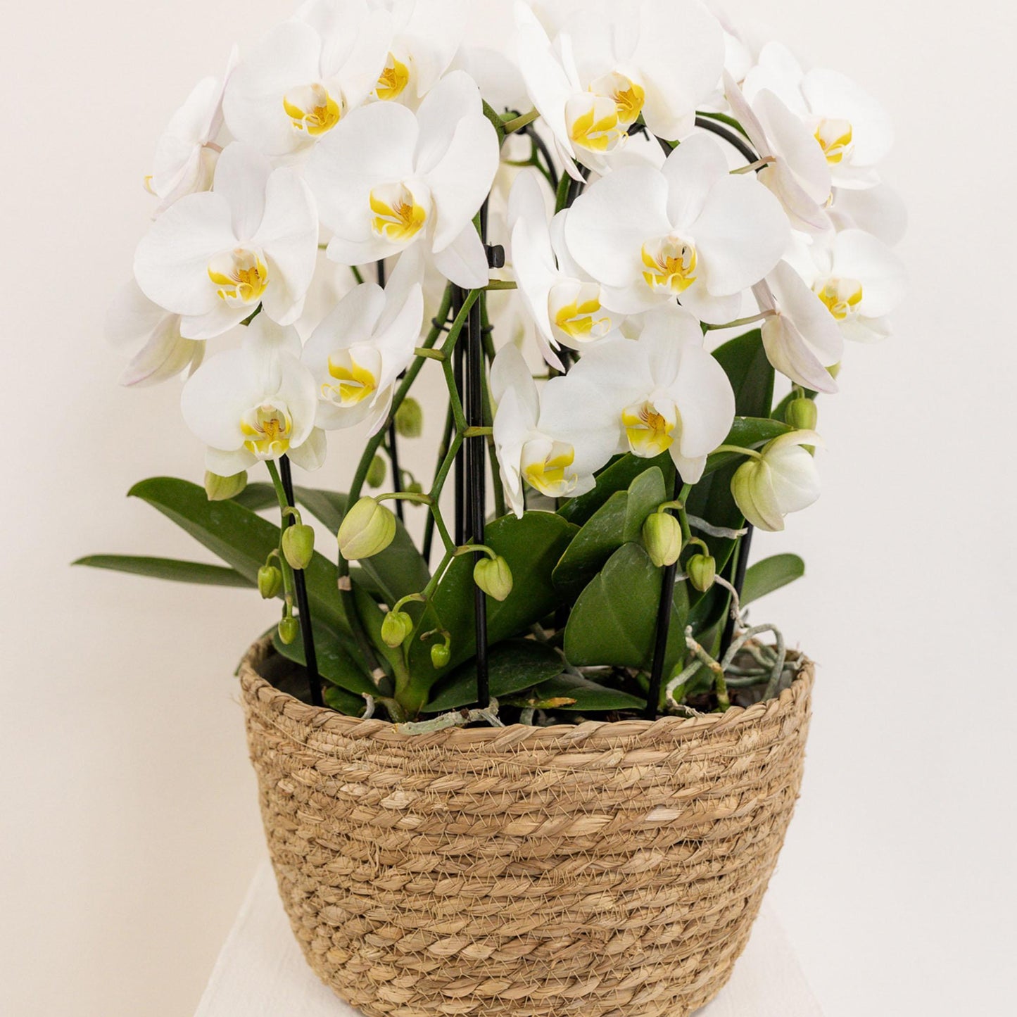 Inlay Water Reservoir with Water Wicks for Orchids - Watering System Tray Diameter 25cm - 1 pot of 12cm + 2 pots of 9cm