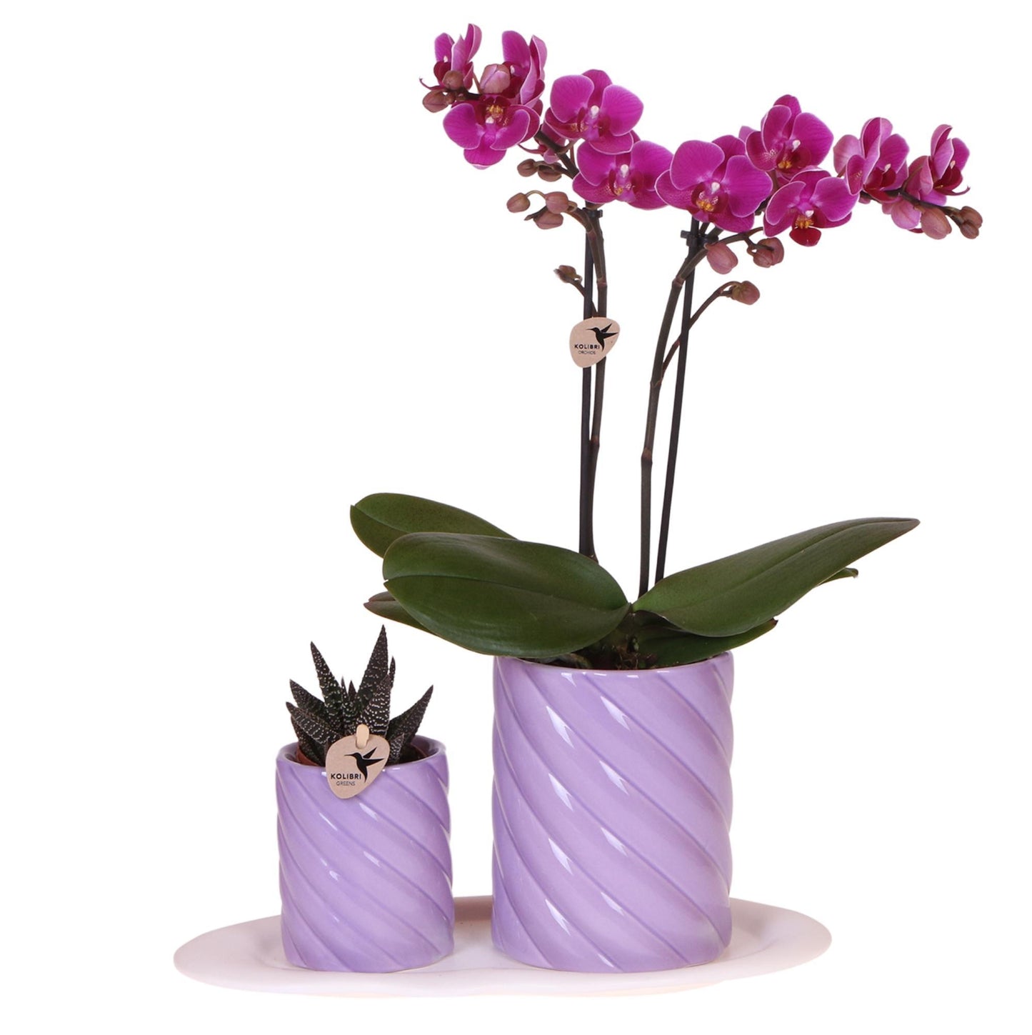 Gift Set Optimism with Purple Orchid in Candy Decorative Pots on White Organic Tray