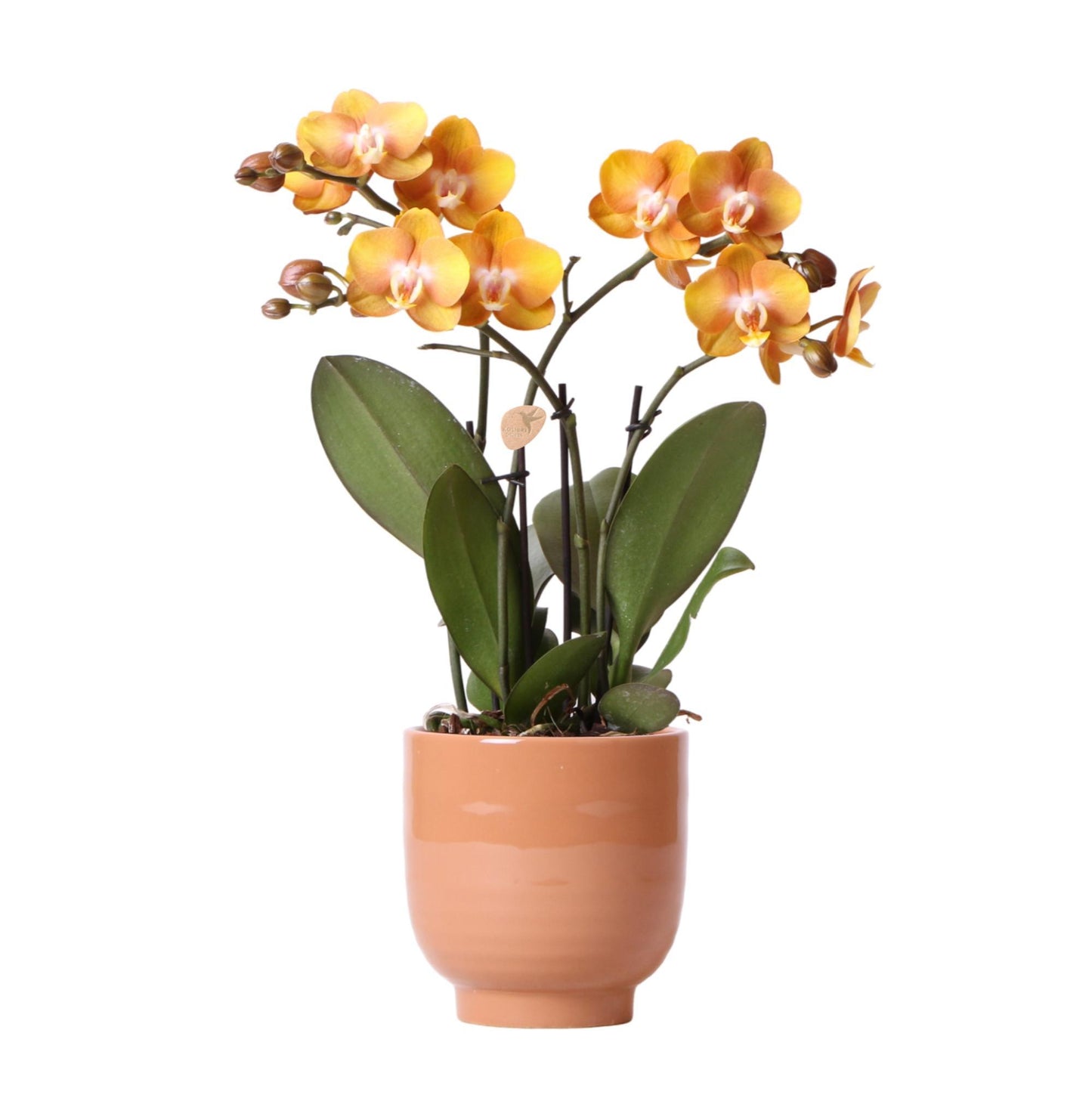 Orange Orchid - Las Vegas in cognac colored Glazed pot - pot size 12cm