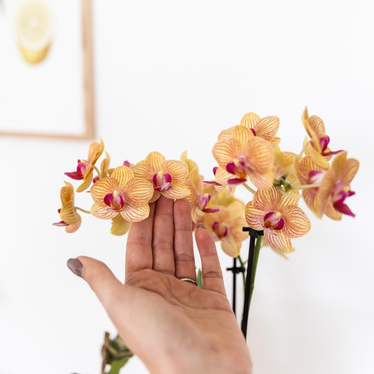 Orange Phalaenopsis Orchid- Jamaica + Painted Stripe pot Orange - pot size 9cm