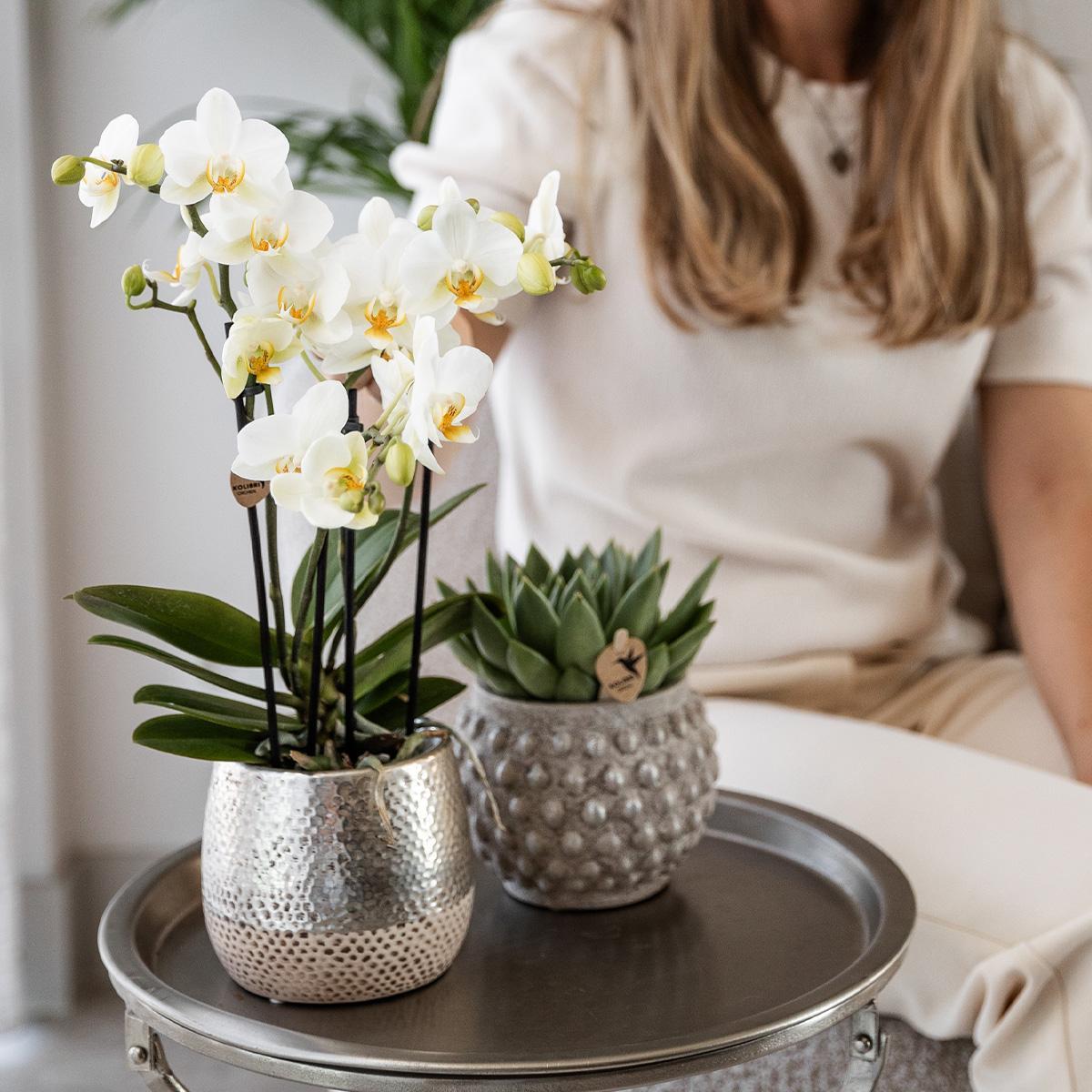 Elite silver pot - Pot size 12cm