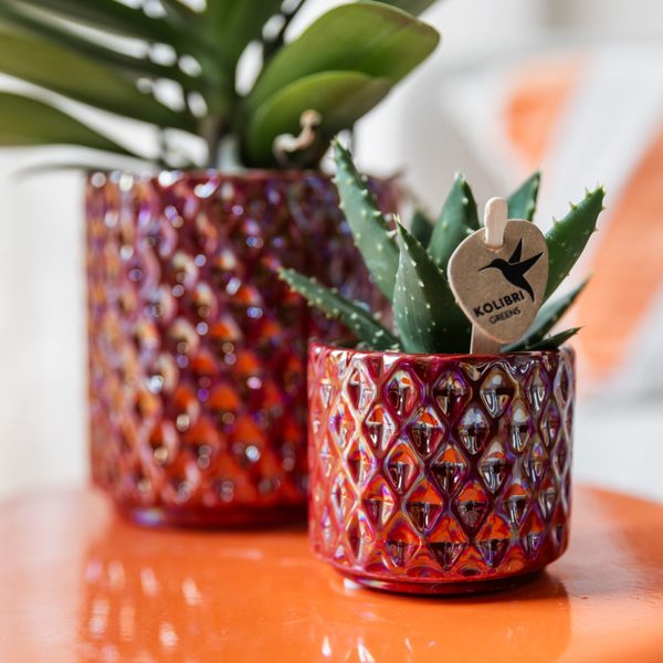 Vases & Pots