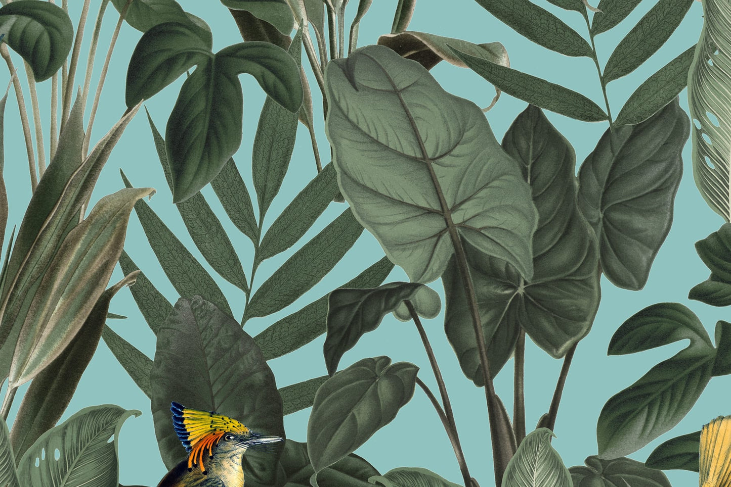 Birds Of Paradise - Lush Green