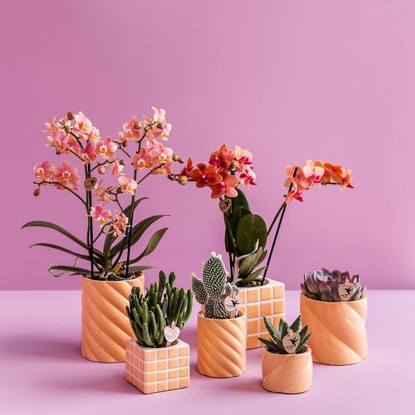 Candy Pot Peach - 9cm
