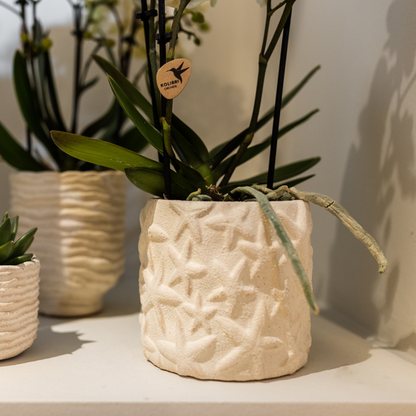 Star Fish Decorative Pot - Off White - 9cm