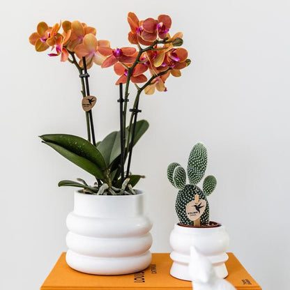 Bubble pot white - 9cm