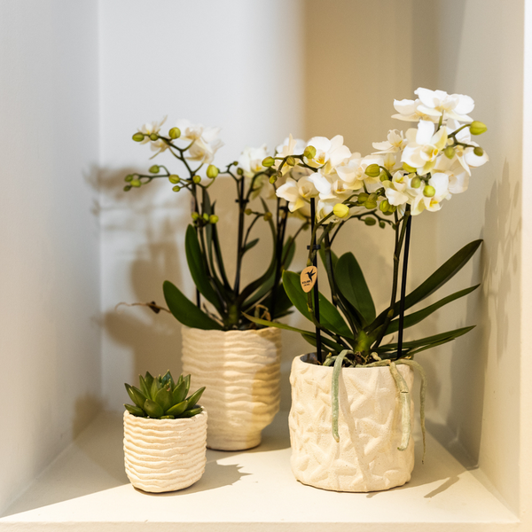 Star Fish Decorative Pot - Off White - 9cm
