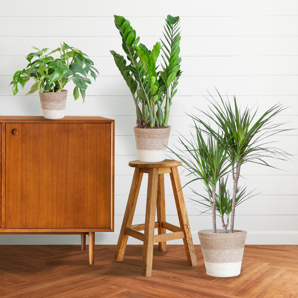Shadow Plant Box – Medium + White Lisbon Basket
