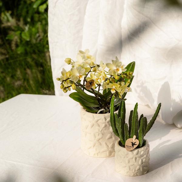 Star Fish Decorative Pot - Off White - 9cm