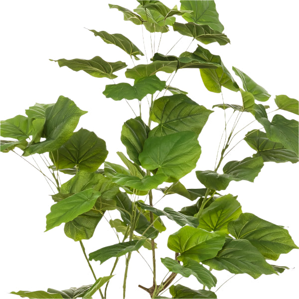 Artificial Plant – Ficus Umbellata - 125 cm