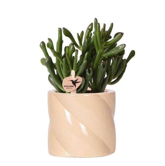 Succulent Crassula Hobbit + Painted Stripe Pot Lilac - Pot Size 9cm