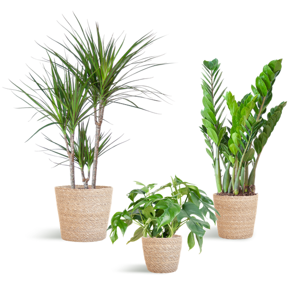 Shadow Plant Box - Medium - with Sofia Basket