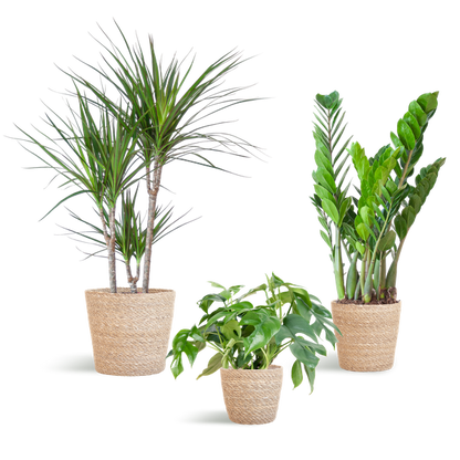 Shadow Plant Box - Medium - with Sofia Basket