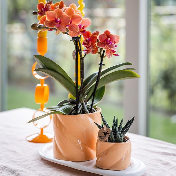 Candy  Pot Peach - 6cm