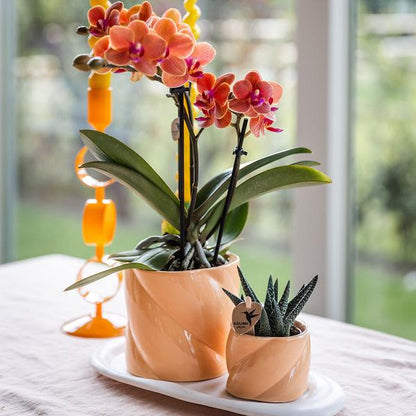 Candy  Pot Peach - 6cm