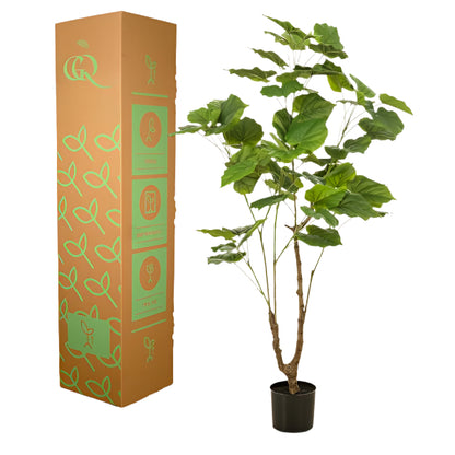 Artificial Plant – Ficus Umbellata - 125 cm
