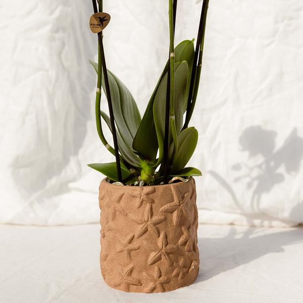 Star Fish Decorative Pot - Sand - 9cm