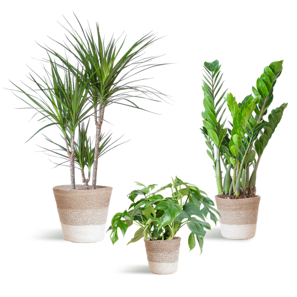 Shadow Plant Box – Medium + White Lisbon Basket