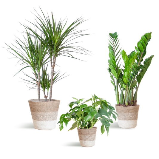 Shadow Plant Box – Medium + White Lisbon Basket