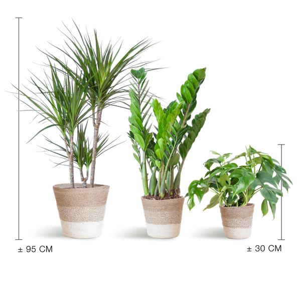 Shadow Plant Box – Medium + White Lisbon Basket