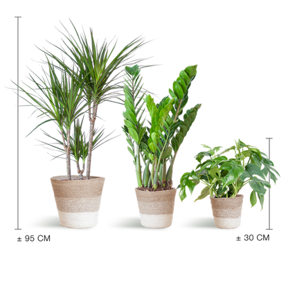 Shadow Plant Box – Medium + White Lisbon Basket