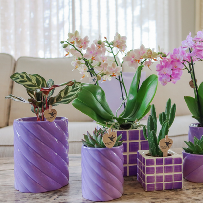 Tall Candy Pot - Lilac - 9cm