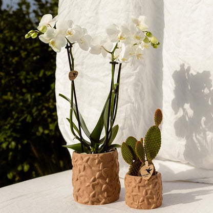 Star Fish Decorative Pot - Sand - 9cm