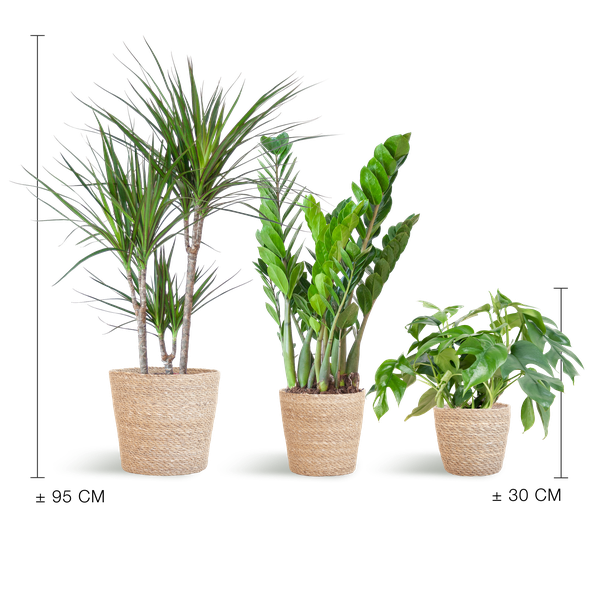 Shadow Plant Box - Medium - with Sofia Basket