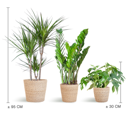 Shadow Plant Box - Medium - with Sofia Basket