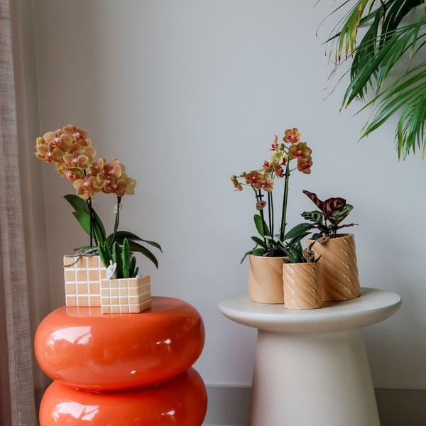 Candy Pot Peach - 9cm