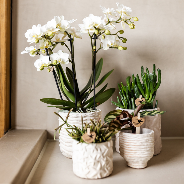 Star Fish Decorative Pot - Off White - 9cm