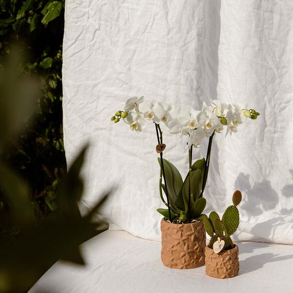 Star Fish Decorative Pot - Sand - 9cm
